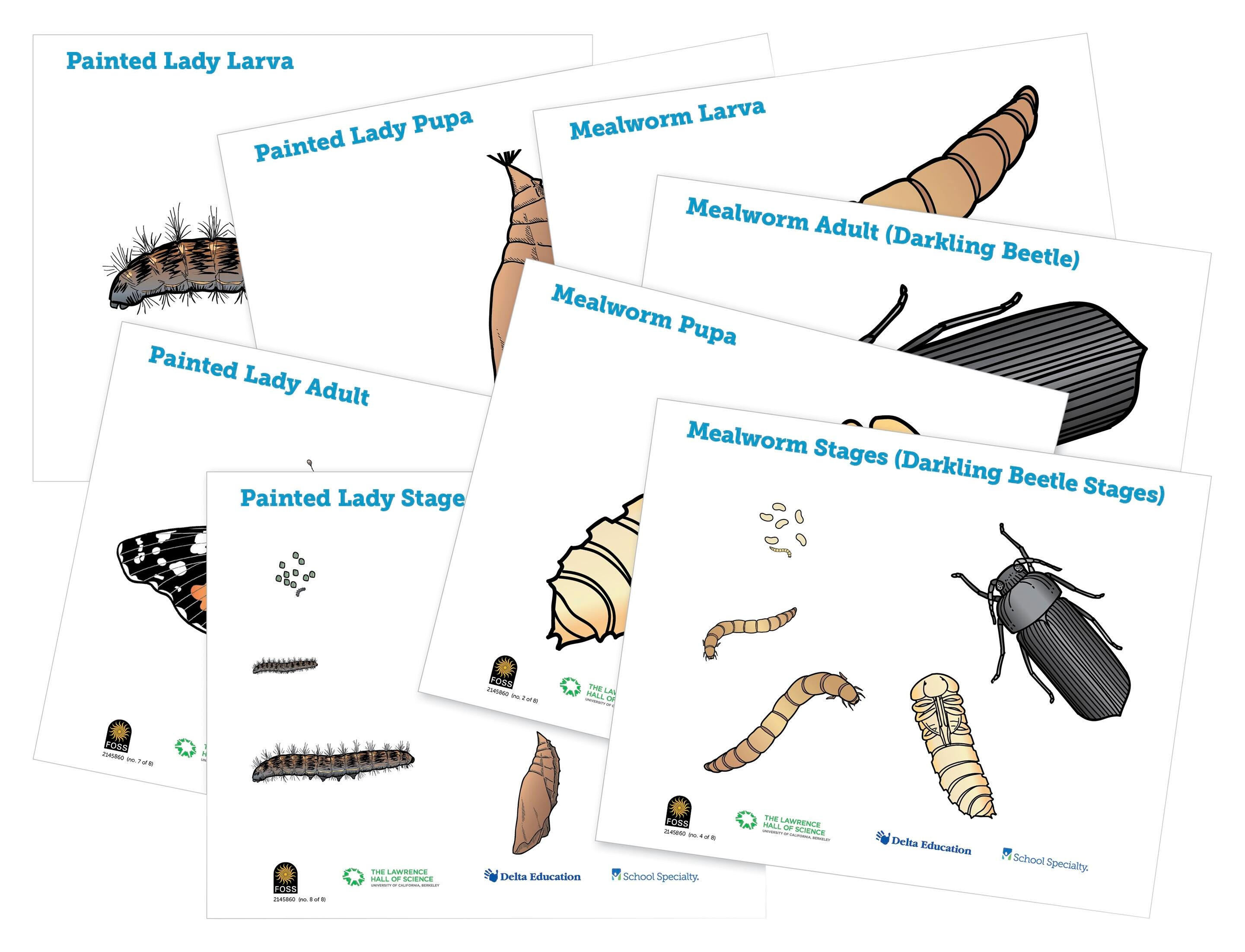 FOSS Insects Posters, Set of 8 2145860